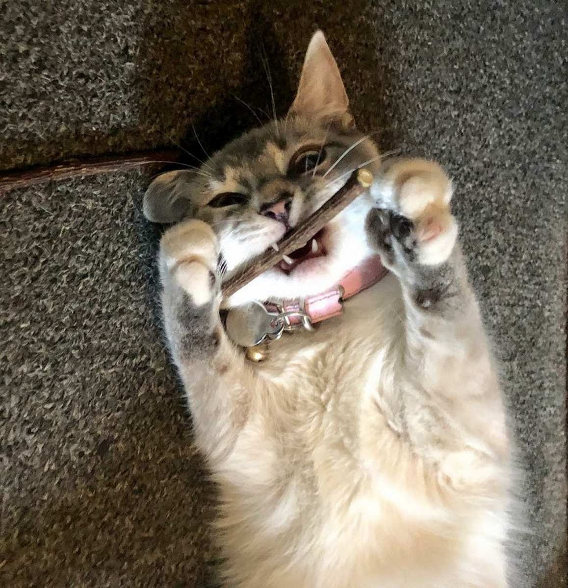 Matatabi serve para tratar os dentes dos gatos contra placa e tártaro